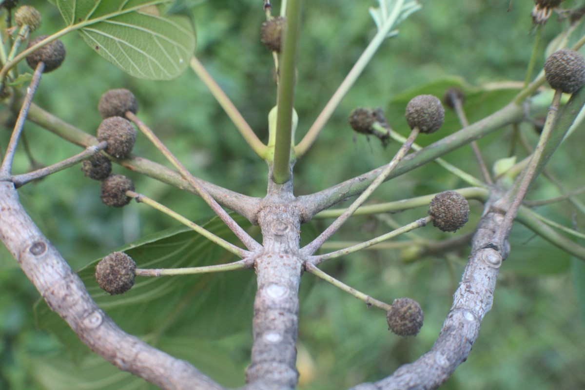 Adina cordifolia (Roxb.) Brandis